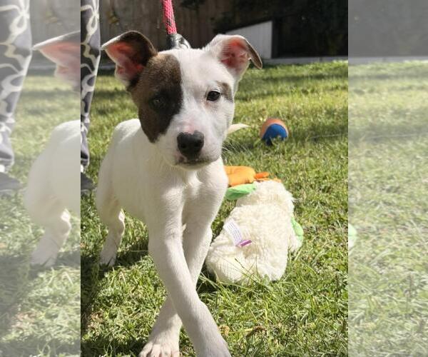 Medium Photo #1 Labrador Retriever-Unknown Mix Puppy For Sale in Yardley, PA, USA