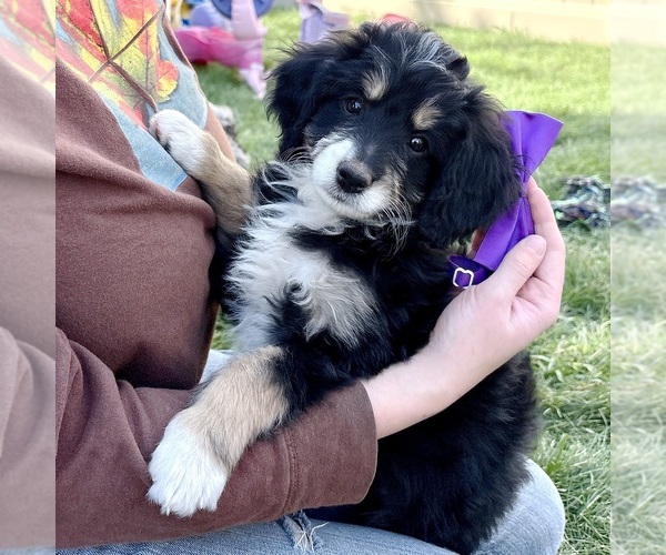 Medium Photo #1 Bernedoodle (Miniature) Puppy For Sale in ROY, UT, USA