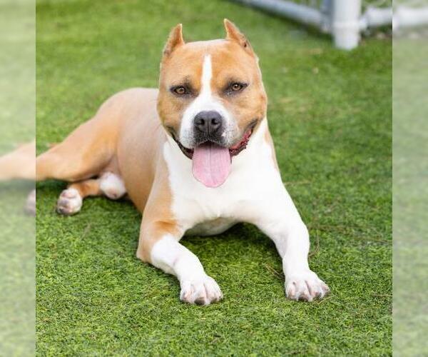 Medium Photo #1 American Staffordshire Terrier-Unknown Mix Puppy For Sale in Camarillo, CA, USA
