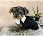 Small #5 Yorkshire Terrier