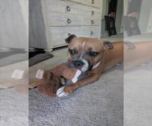 Mutt Dogs for adoption in Las Vegas, NV, USA