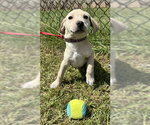 Small #2 Labrador Retriever