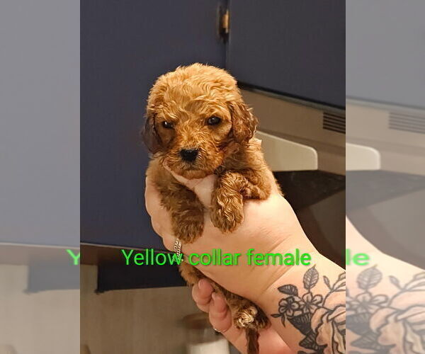Medium Photo #1 Labradoodle Puppy For Sale in GAFFNEY, SC, USA