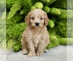 Small Cavapoo