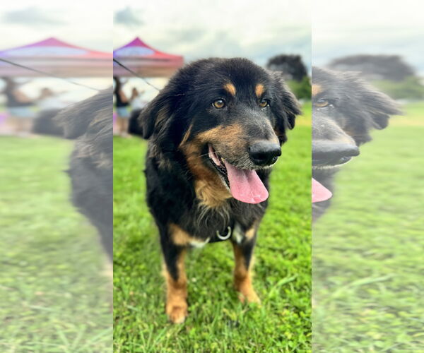 Medium Photo #6 Collie-Unknown Mix Puppy For Sale in Sykesville, MD, USA
