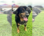 Small #5 Collie Mix