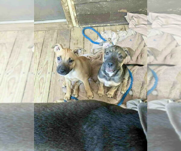Medium Photo #3 American Pit Bull Terrier-Labrador Retriever Mix Puppy For Sale in Brewster, NY, USA