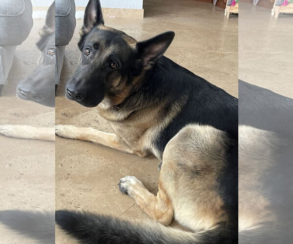 Medium Photo #4 German Shepherd Dog Puppy For Sale in Plantation, FL, USA