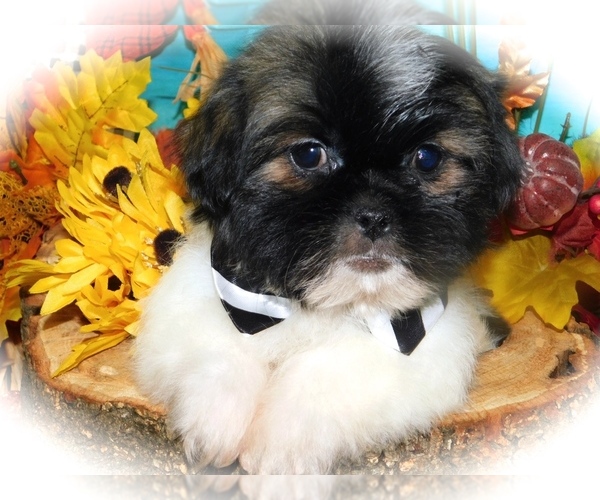 Medium Photo #5 Shih Tzu-Shih-Poo Mix Puppy For Sale in HAMMOND, IN, USA