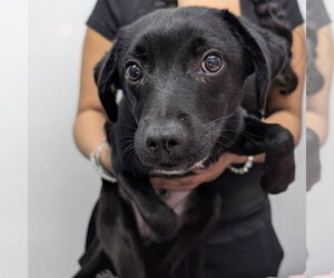 Chihuahua-Unknown Mix Dogs for adoption in Chico, CA, USA