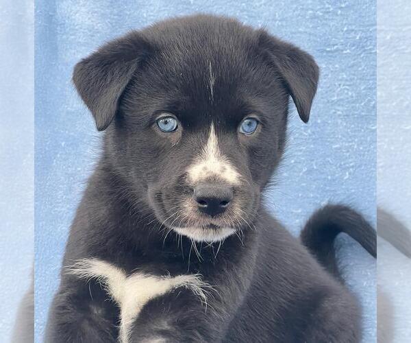 Medium Photo #1 Labrador Retriever-Unknown Mix Puppy For Sale in San Diego, CA, USA