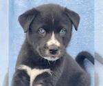 Small Labrador Retriever Mix