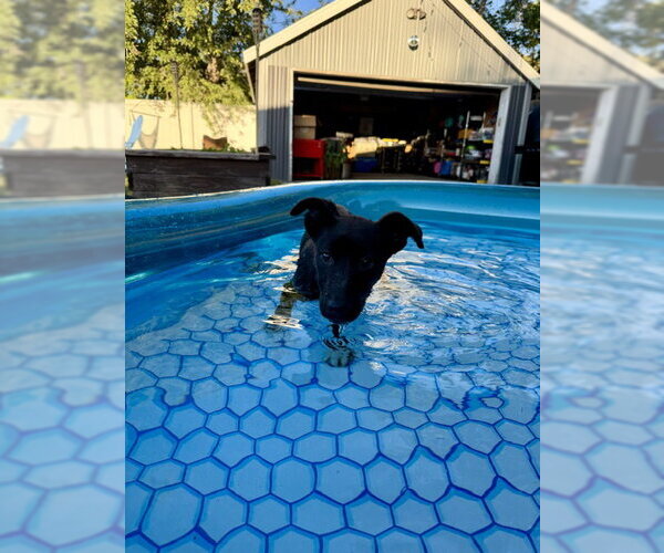 Medium Photo #7 Labrador Retriever-Unknown Mix Puppy For Sale in Sandy, UT, USA