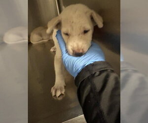 Labrador Retriever Dogs for adoption in Houston, TX, USA