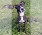 KANO - Male German Shepherd Dog-Unknown Mix Dog for Adoption - Small photo