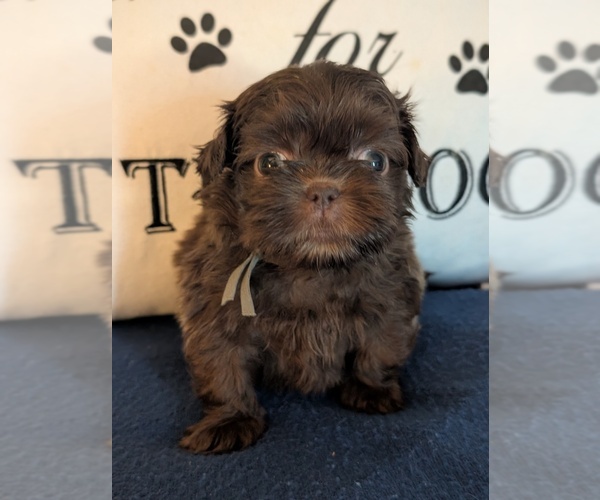 Medium Photo #1 Shih Tzu Puppy For Sale in CLAXTON, GA, USA