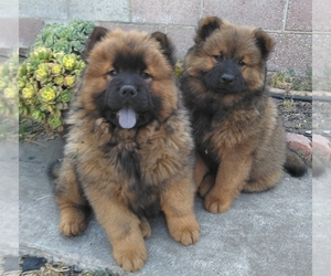 Chow Chow Puppy for sale in SANTA ANA, CA, USA
