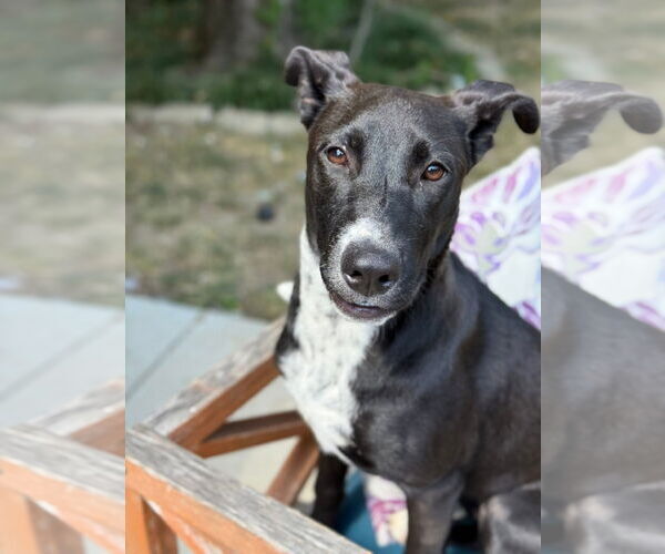 Medium Photo #2 Mutt Puppy For Sale in Germantown, OH, USA