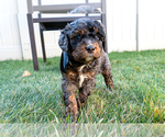 Small #3 Bernedoodle (Miniature)