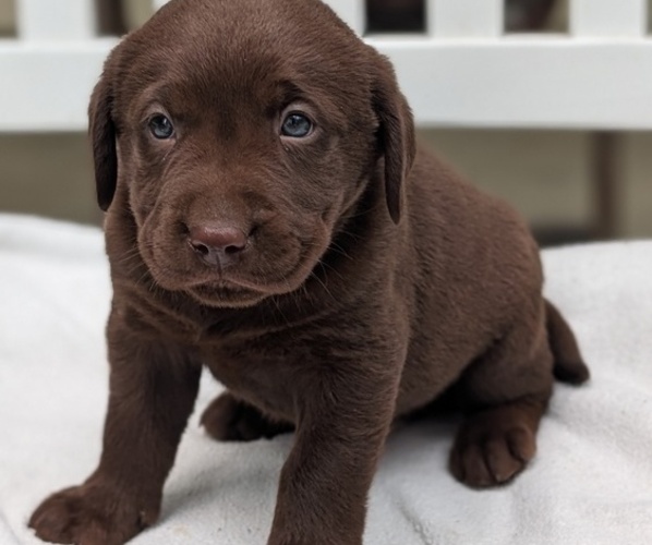 Medium Photo #66 Labrador Retriever Puppy For Sale in GOSHEN, IN, USA