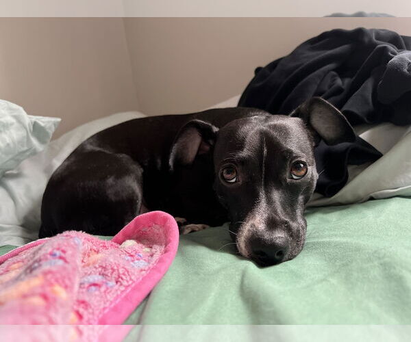 Medium Photo #13 Chihuahua-Unknown Mix Puppy For Sale in Boonton, NJ, USA