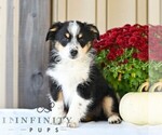 Image preview for Ad Listing. Nickname: Biscuit