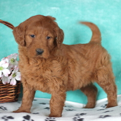 Goldendoodle-Poodle (Standard) Mix Puppy for sale in GAP, PA, USA
