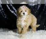 Small #5 Maltipoo