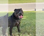 Small #1 American Pit Bull Terrier