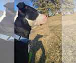 Small #9 American Pit Bull Terrier Mix