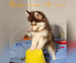 Puppy 3 Pomsky