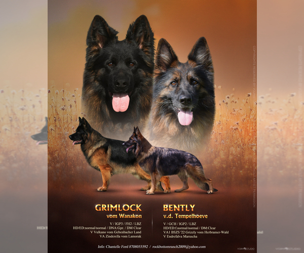 Medium Photo #3 German Shepherd Dog Puppy For Sale in MORRILTON, AR, USA