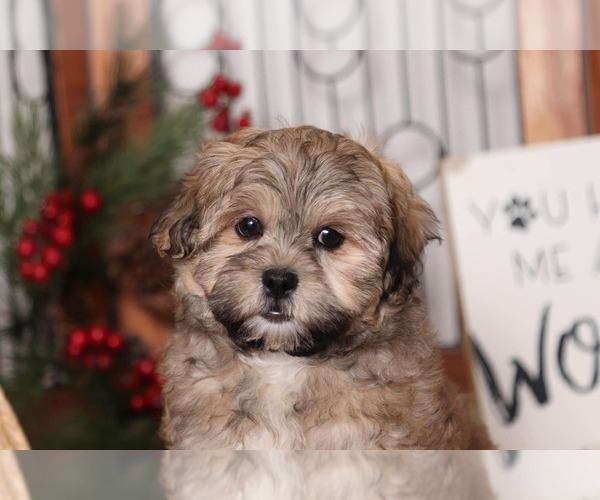 Medium Photo #3 Shih-Poo Puppy For Sale in NAPLES, FL, USA