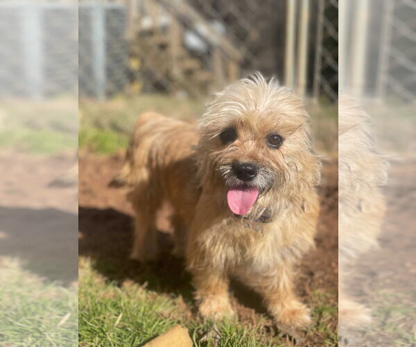 Medium Photo #4 Shih Tzu Puppy For Sale in Pacolet, SC, USA