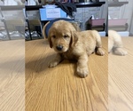 Small Photo #19 Golden Retriever Puppy For Sale in BRANDON, FL, USA