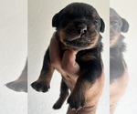 Small Photo #21 Rottweiler Puppy For Sale in AURORA, CO, USA