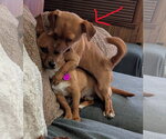 Small #4 Chihuahua Mix