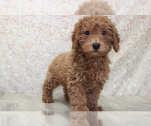 Poodle (Miniature) Puppy for sale in MARIETTA, GA, USA