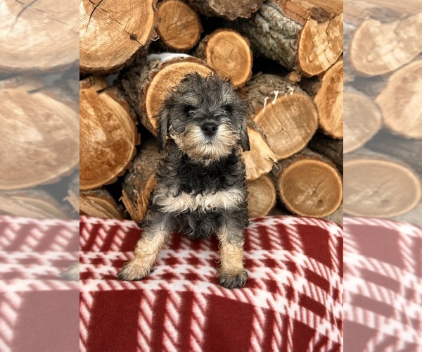 Medium Photo #3 Schnoodle (Miniature) Puppy For Sale in MIDDLEBURY, IN, USA