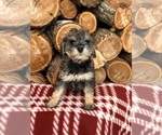 Small #2 Schnoodle (Miniature)