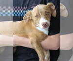 Small #2 Dachshund Mix