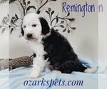 Small Photo #4 Sheepadoodle Puppy For Sale in SEYMOUR, MO, USA