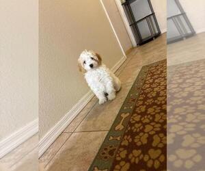 Poovanese Puppy for sale in TUCSON, AZ, USA