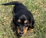 Puppy Mr Black 2 Dachshund