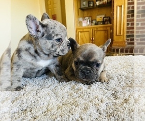 French Bulldog Puppy for sale in MESQUITE, TX, USA