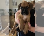 Puppy Light Green Boxer