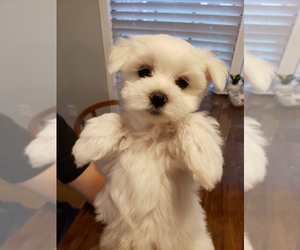 Maltese Puppy for sale in COLUMBUS, GA, USA