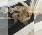Small Photo #5 Labrador Retriever Puppy For Sale in GOODYEAR, AZ, USA