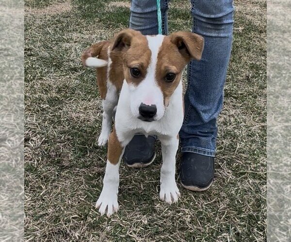 Medium Photo #2 Basenji-Unknown Mix Puppy For Sale in Minneapolis, MN, USA