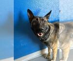 Small German Shepherd Dog Mix